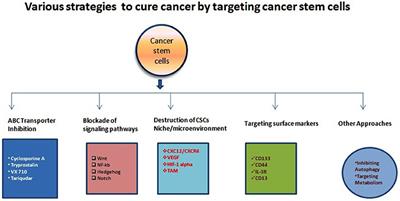 The Implications and Future Perspectives of Nanomedicine for Cancer Stem Cell Targeted Therapies